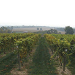 fall2013vineyard1